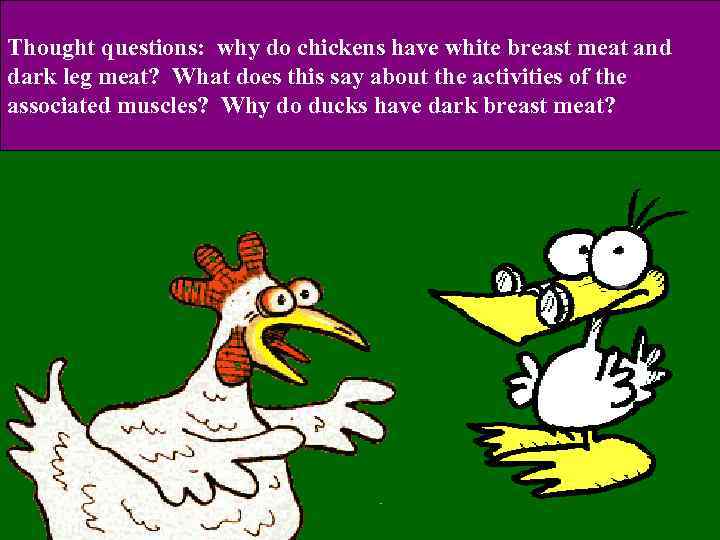 Thought questions: why do chickens have white breast meat and dark leg meat? What