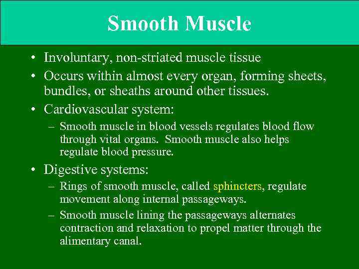 Smooth Muscle • Involuntary, non-striated muscle tissue • Occurs within almost every organ, forming