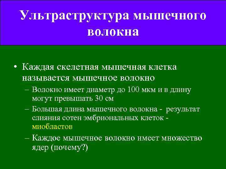 Ультраструктура мышечного волокна • Каждая скелетная мышечная клетка называется мышечное волокно – Волокно имеет