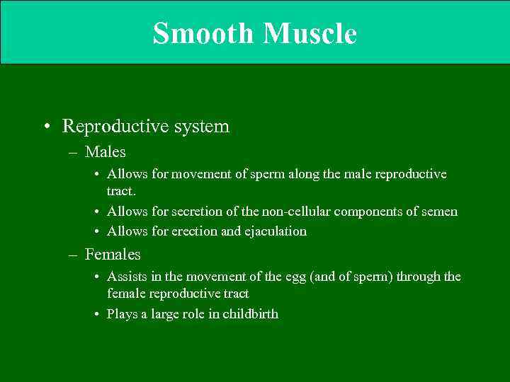 Smooth Muscle • Reproductive system – Males • Allows for movement of sperm along