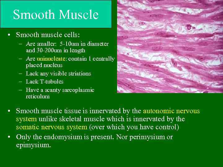 Smooth Muscle • Smooth muscle cells: – Are smaller: 5 -10 um in diameter