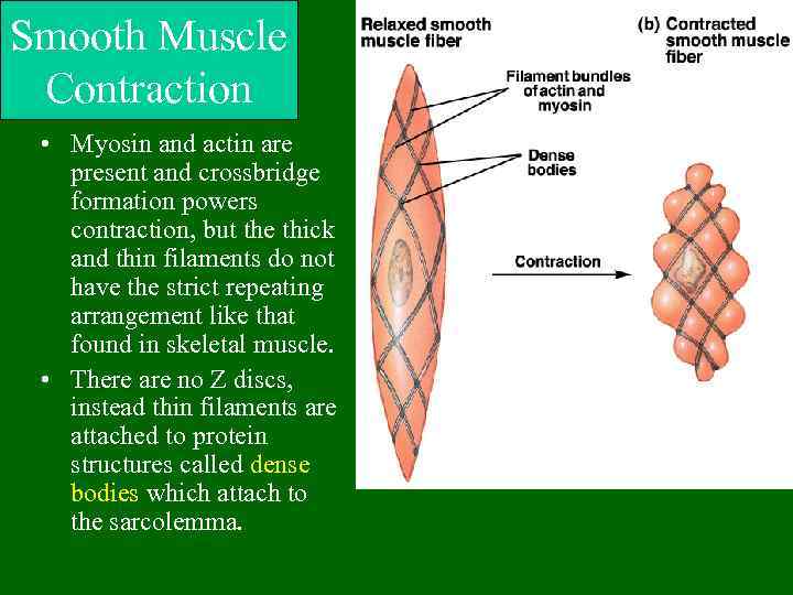 Smooth Muscle Contraction • Myosin and actin are present and crossbridge formation powers contraction,