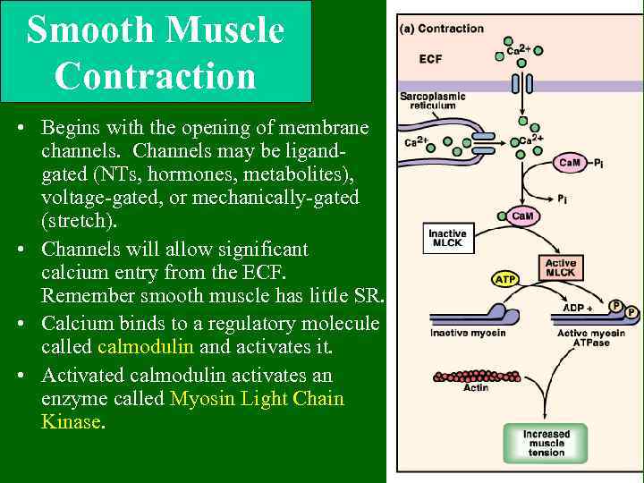 Smooth Muscle Contraction • Begins with the opening of membrane channels. Channels may be