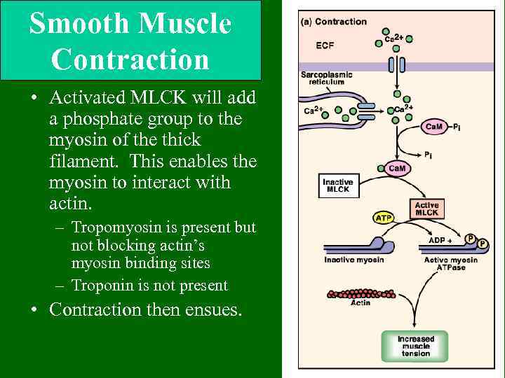 Smooth Muscle Contraction • Activated MLCK will add a phosphate group to the myosin