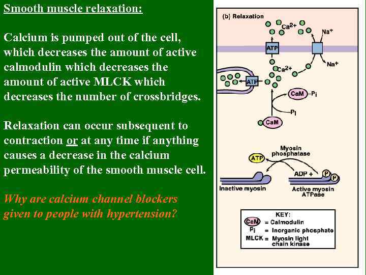 Smooth muscle relaxation: Calcium is pumped out of the cell, which decreases the amount