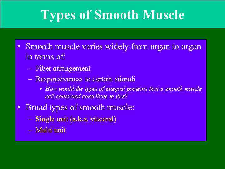 Types of Smooth Muscle • Smooth muscle varies widely from organ to organ in