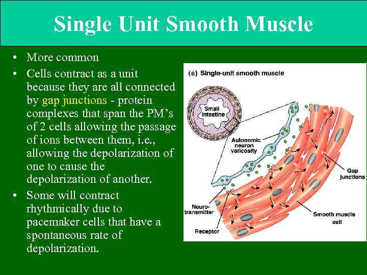 Single Unit Smooth Muscle • More common • Cells contract as a unit because