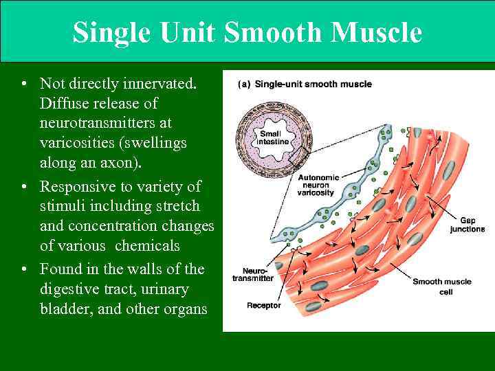Single Unit Smooth Muscle • Not directly innervated. Diffuse release of neurotransmitters at varicosities
