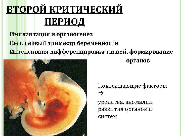 Особенности триместров беременности. Второй критический период развития зародыша. Критические периоды беременности триместры беременности. Первый триместр беременности. Первый триместр беременности это период.