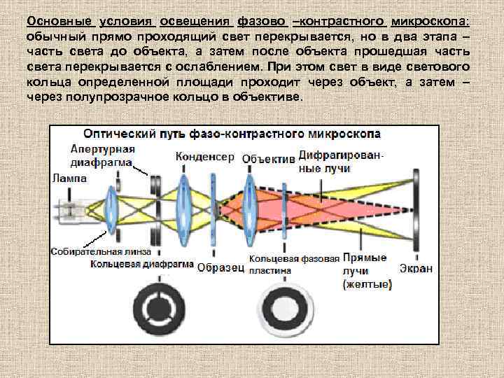 Как нарисовать ход лучей в микроскопе