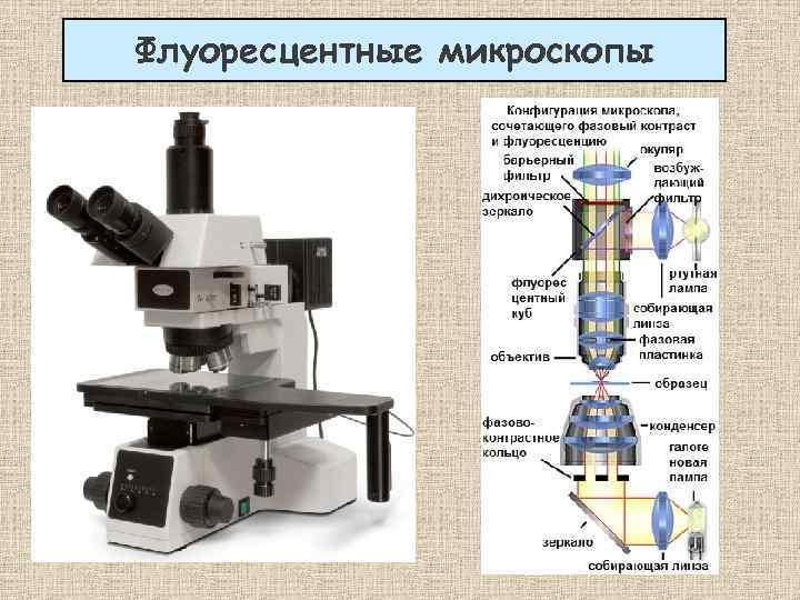 Изображение микроскопа 5 класс