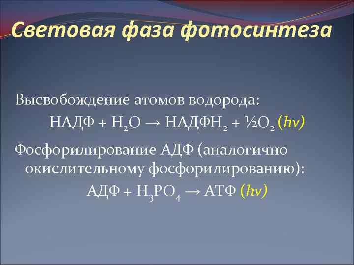 Световая фаза фотосинтеза Высвобождение атомов водорода: НАДФ + Н 2 О → НАДФН 2