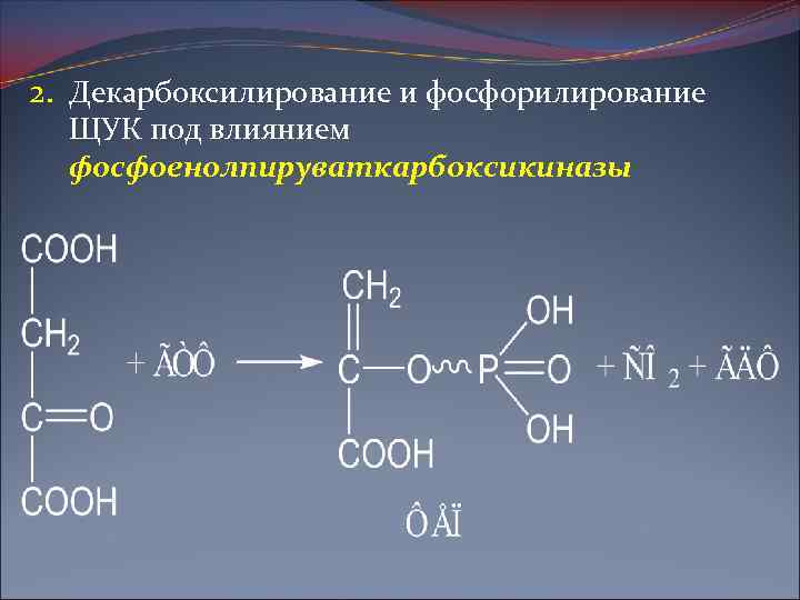 2. Декарбоксилирование и фосфорилирование ЩУК под влиянием фосфоенолпируваткарбоксикиназы 