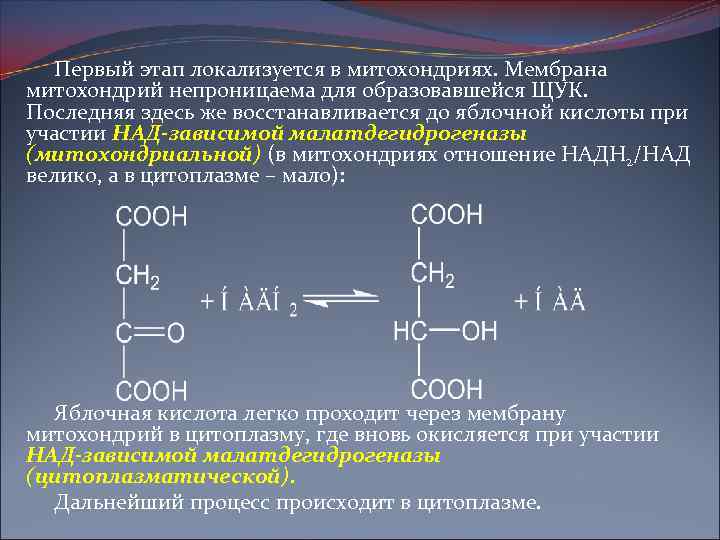 Первый этап локализуется в митохондриях. Мембрана митохондрий непроницаема для образовавшейся ЩУК. Последняя здесь же
