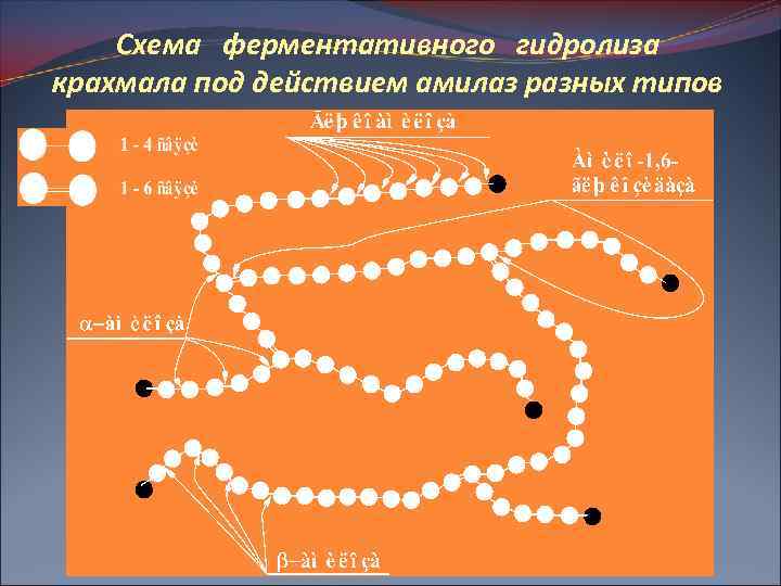 Схема ферментативного гидролиза крахмала под действием амилаз разных типов 