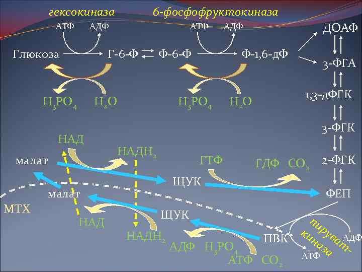 гексокиназа АТФ 6 -фосфофруктокиназа АДФ Глюкоза АТФ Г-6 -Ф Н 3 РО 4 Ф-6