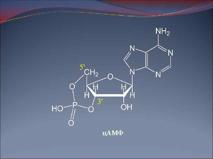 ц. АМФ 