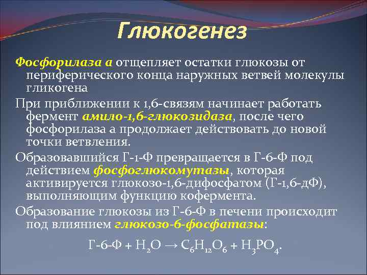 Глюкогенез Фосфорилаза а отщепляет остатки глюкозы от периферического конца наружных ветвей молекулы гликогена При