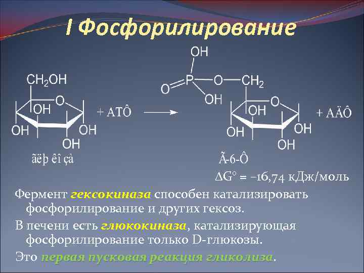I Фосфорилирование G° = – 16, 74 к. Дж/моль Фермент гексокиназа способен катализировать фосфорилирование