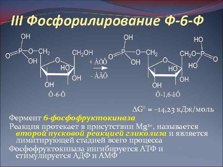 III Фосфорилирование Ф-6 -Ф G° = – 14, 23 к. Дж/моль Фермент 6 -фосфофруктокиназа
