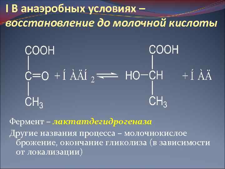 I В анаэробных условиях – восстановление до молочной кислоты Фермент – лактатдегидрогеназа Другие названия