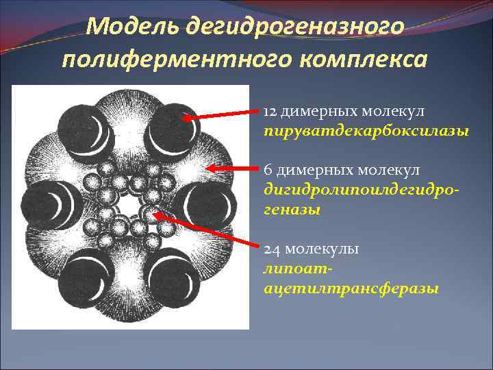 Модель дегидрогеназного полиферментного комплекса 12 димерных молекул пируватдекарбоксилазы 6 димерных молекул дигидролипоилдегидрогеназы 24 молекулы