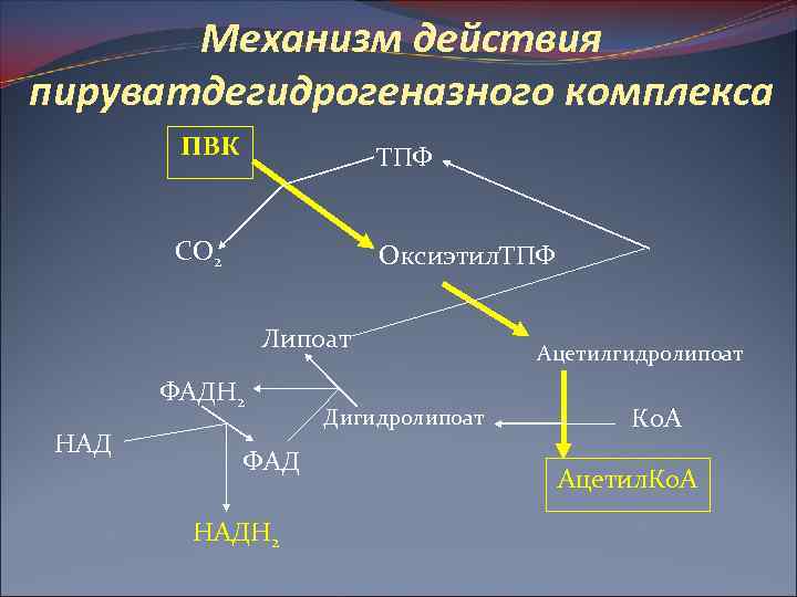 Механизм действия пируватдегидрогеназного комплекса ПВК ТПФ СО 2 Оксиэтил. ТПФ Липоат ФАДН 2 НАД