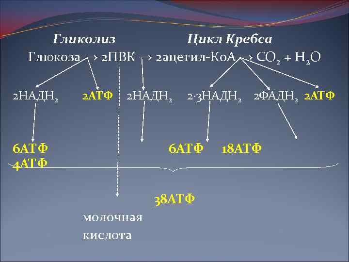 Гликолиз Цикл Кребса Глюкоза → 2 ПВК → 2 ацетил-Ко. А → СО 2