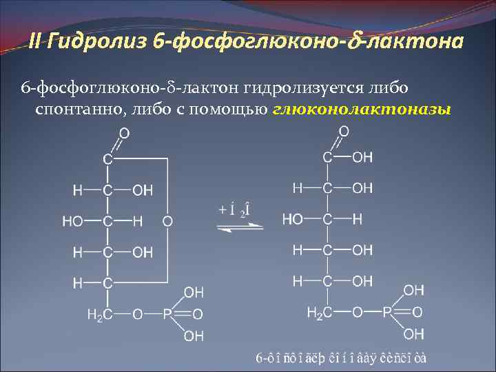 II Гидролиз 6 -фосфоглюконо- -лактона 6 -фосфоглюконо- -лактон гидролизуется либо спонтанно, либо с помощью