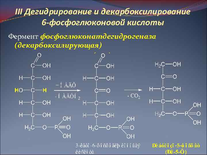 III Дегидрирование и декарбоксилирование 6 -фосфоглюконовой кислоты Фермент фосфоглюконатдегидрогеназа (декарбоксилирующая) 