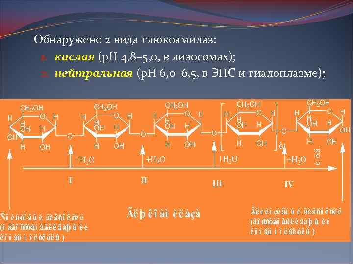Обнаружено 2 вида глюкоамилаз: 1. кислая (р. Н 4, 8– 5, 0, в лизосомах);
