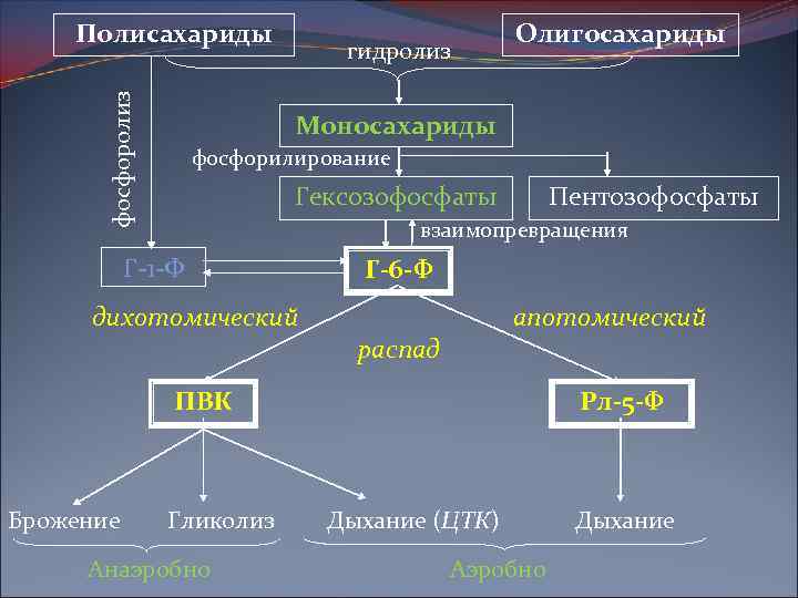 фосфоролиз Полисахариды гидролиз Олигосахариды Моносахариды фосфорилирование Гексозофосфаты Пентозофосфаты взаимопревращения Г-1 -Ф дихотомический Г-6 -Ф