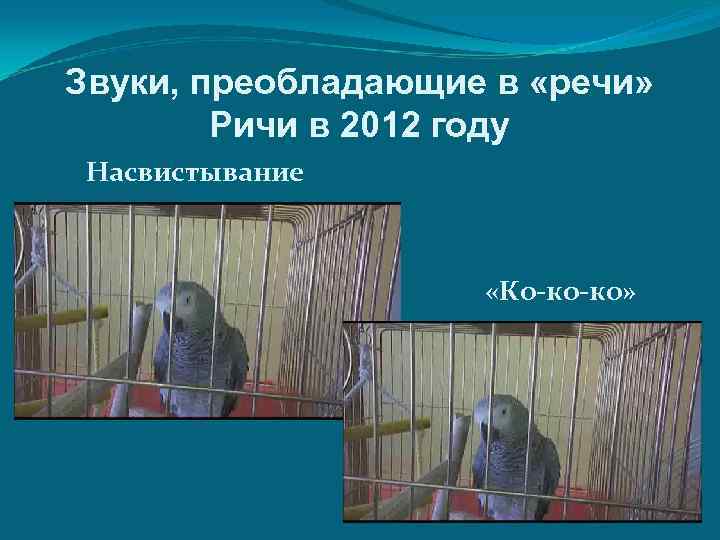 Звуки, преобладающие в «речи» Ричи в 2012 году Насвистывание «Ко-ко-ко» 