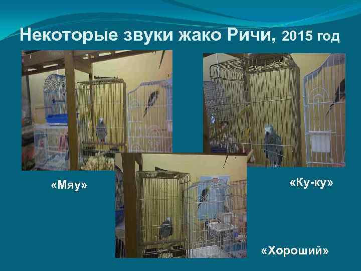 Некоторые звуки жако Ричи, 2015 год «Мяу» «Ку-ку» «Хороший» 