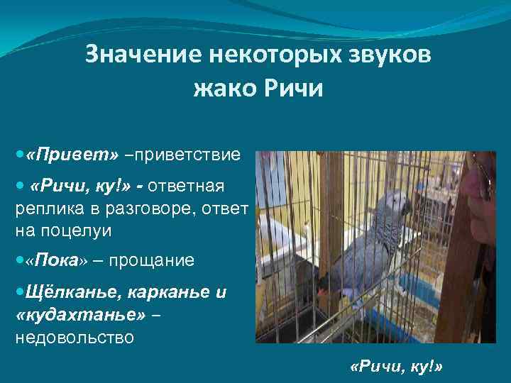 Значение некоторых звуков жако Ричи «Привет» –приветствие «Ричи, ку!» - ответная реплика в разговоре,