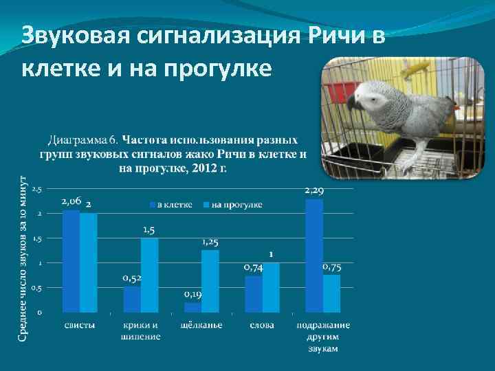 Звуковая сигнализация Ричи в клетке и на прогулке 