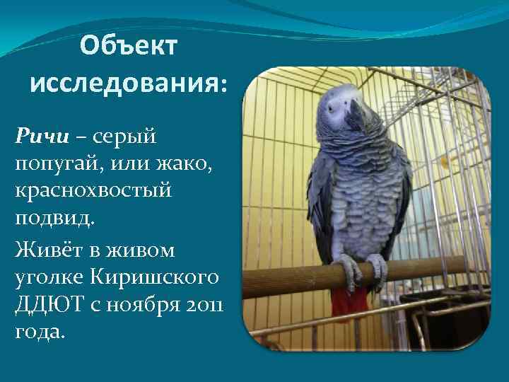 Объект исследования: Ричи – серый попугай, или жако, краснохвостый подвид. Живёт в живом уголке
