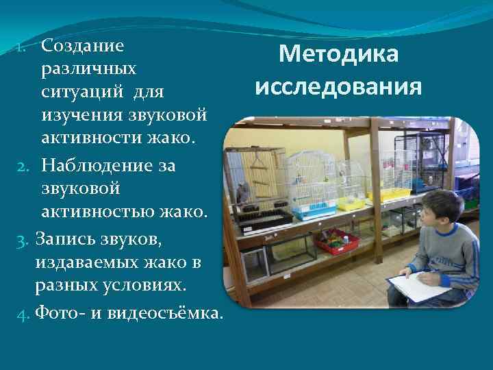 1. Создание различных ситуаций для изучения звуковой активности жако. 2. Наблюдение за звуковой активностью