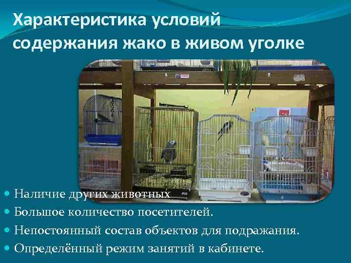 Характеристика условий содержания жако в живом уголке Наличие других животных Большое количество посетителей. Непостоянный