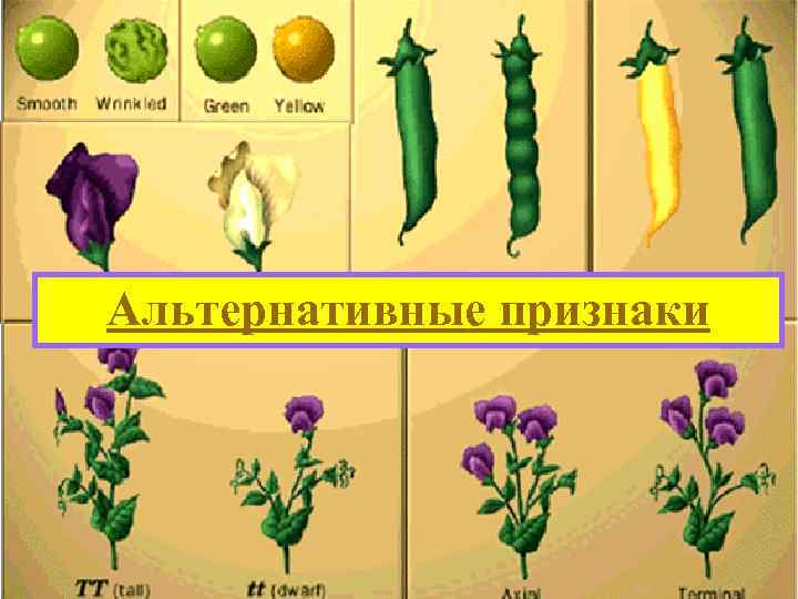 Альтернативные признаки 