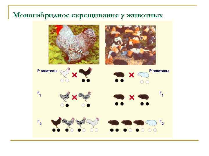 Рисунок наследственность по биологии