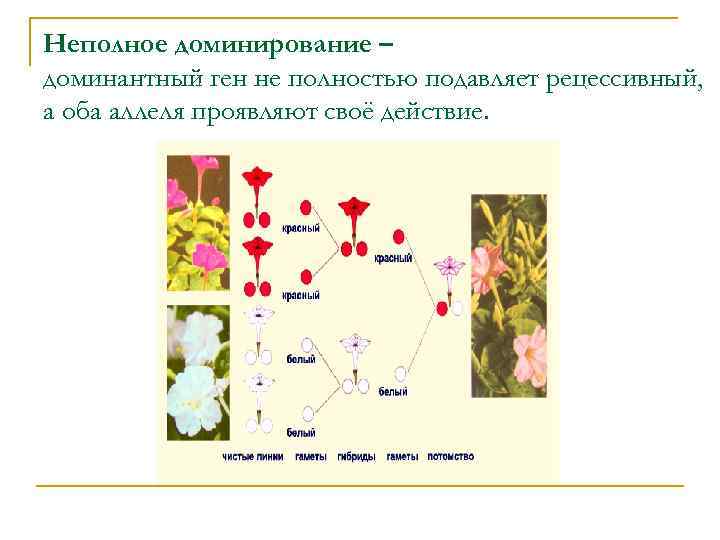 Неполное доминирование – доминантный ген не полностью подавляет рецессивный, а оба аллеля проявляют своё