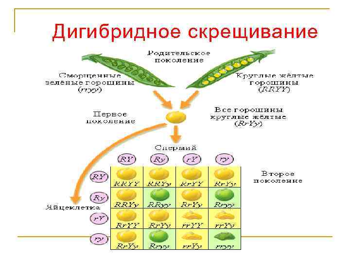 Дигибридное скрещивание 