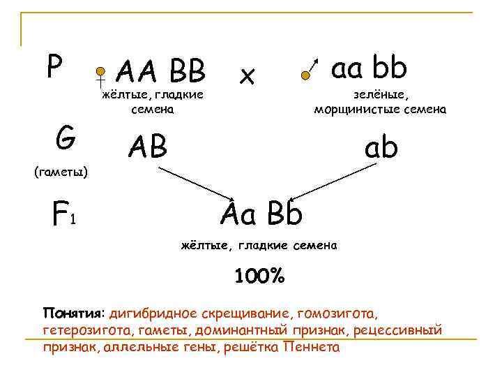 Р G (гаметы) F 1 АА ВВ жёлтые, гладкие семена х аа bb зелёные,