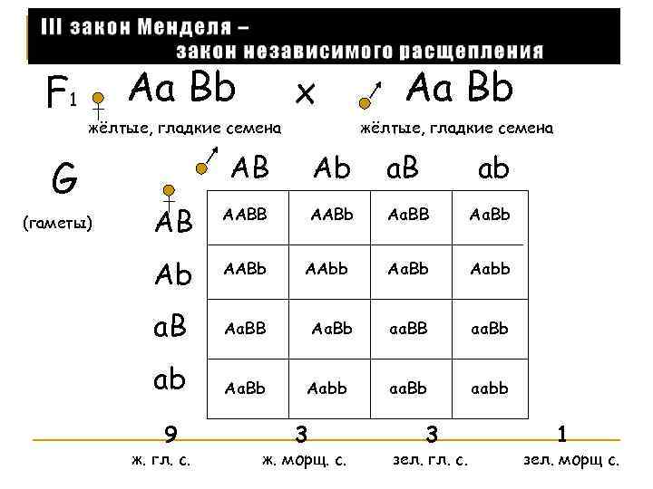 Схема aabb x aabb иллюстрирует скрещивание