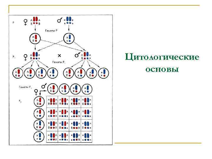 Цитологические основы 