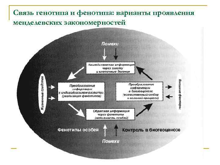 Связь генотипа и фенотипа: варианты проявления менделевских закономерностей 