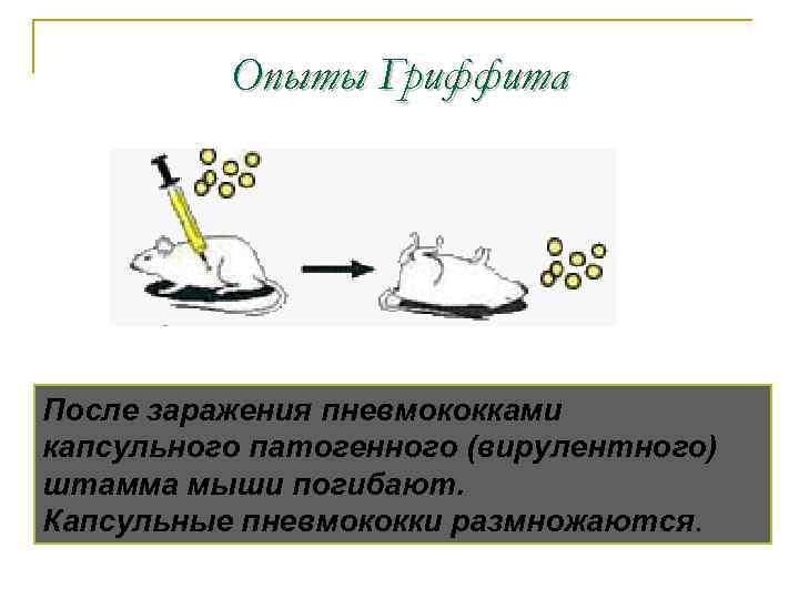 Опыты Гриффита После заражения пневмококками капсульного патогенного (вирулентного) штамма мыши погибают. Капсульные пневмококки размножаются.