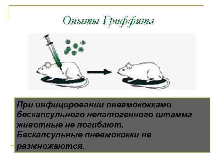 Опыты Гриффита При инфицировании пневмококками бескапсульного непатогенного штамма животные не погибают. Бескапсульные пневмококки не