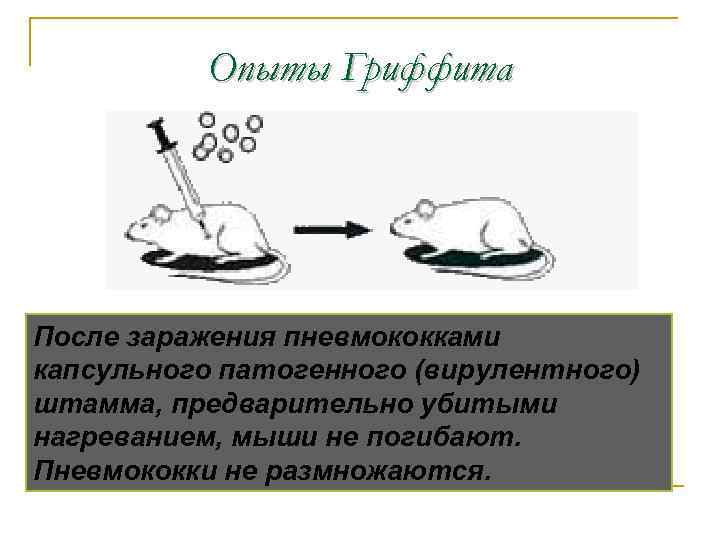 Опыты Гриффита После заражения пневмококками капсульного патогенного (вирулентного) штамма, предварительно убитыми нагреванием, мыши не